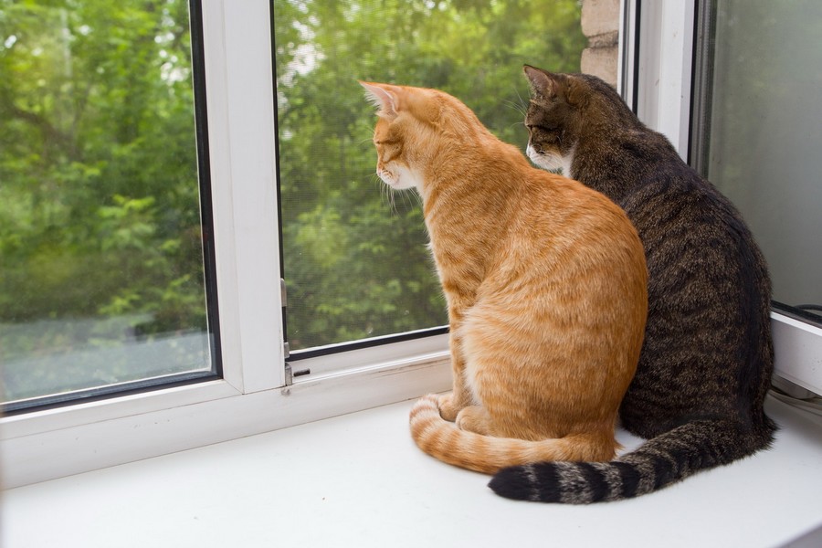 Kedi Sineklik